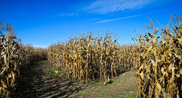 2024 U.S. corn maze designs