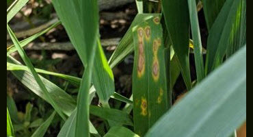 New Research Tackles Tan Spot Disease in Canadian Wheat 