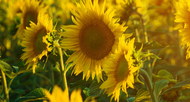 Man. farmer donating to STARS through sunflower selfies