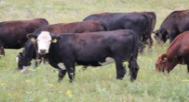 Consider Options for Pregnancy Diagnosis in Beef Cattle