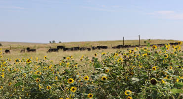 Upcoming Webinar Focuses on the Basics of Knowing, Growing and Grazing Grass