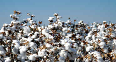 Clemson University Researchers Uncover Roots of Climate-Resilient Cotton