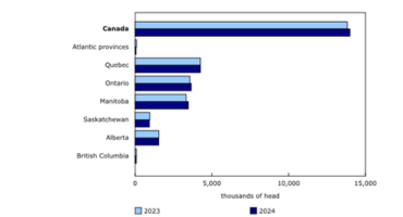 Canadian Hog Inventories Rise Despite Challenges