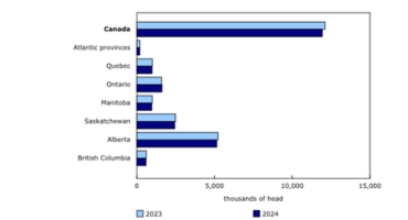 Canadian Cattle Herd Declines Continue into 2024