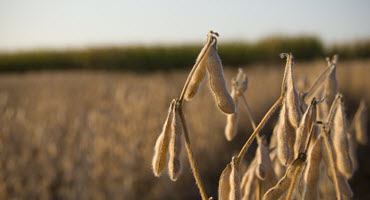 U.S. soybean plants begin dropping leaves