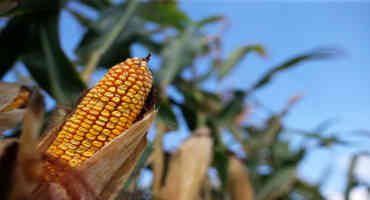 Yes, Corn Can Sweat. And It May Be Why Hot Midwestern Summers Are Getting More Humid