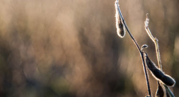 The Great Ontario Yield Tour predicts a record-breaking soybean crop