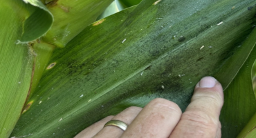 Corn-Damaging Insects Are Infecting Crops in Missouri and Oklahoma for First Time