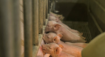 International bacon day is a great time to review Canadian hog industry stats