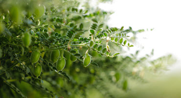 New resource to support root rot mitigation in pulses