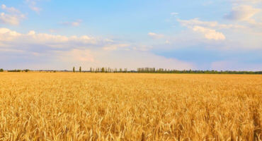 $18.4M Boost for Canadian Cereal Grain Innovation