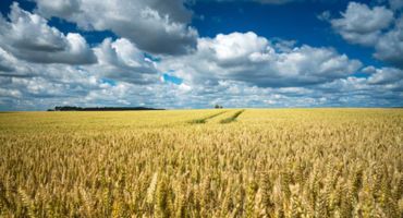 Can the agriculture sector in Ukraine be restored?