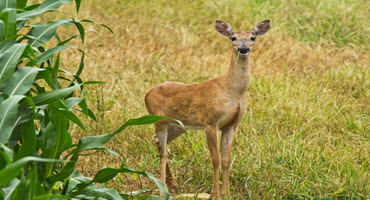 Hunting program to support Sask. farmers