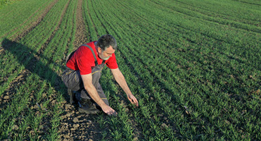 Winter wheat emerging across the U.S.