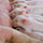 New Alliance Will Improve Sow Herd Management