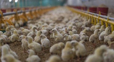 Cdn. poultry industry initiates code of practice update