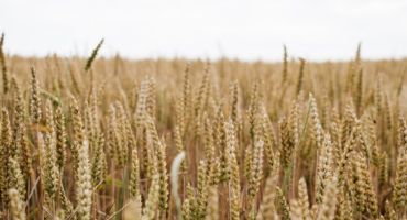 New wheat varieties boost disease resistance for healthy crops