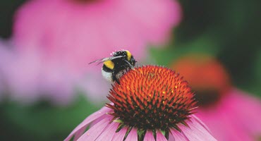 Queen bees opt for pesticide-laced soil