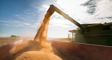 Corn harvest jumps by almost 20 percent in one week