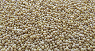 Canadian Grain Commission Launches of Soy Quality Program