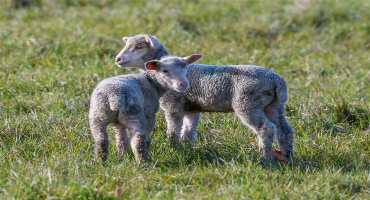 Walkerton family takes home the 2024 Mapleseed Sheep Pasture Award