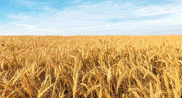 Canada in Third Spot for Global Wheat Exports