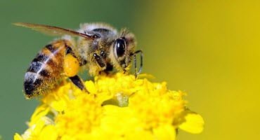 Honey harvest 2024 - best states for beekeepers