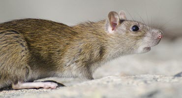 Will you be Joining Alberta’s Efforts to Rat on Rats?