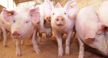 Movement networks in swine farms