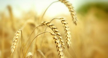 Texas wheat expands research with key partnership