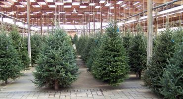 Celebrate the holidays with a fresh Christmas tree