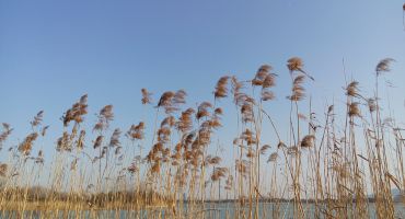 New fund targets invasive phragmites spread