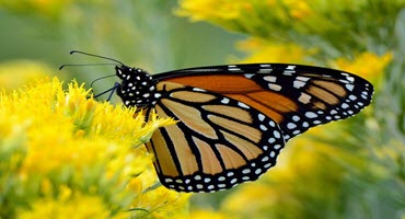 U.S. ag responds to potential listing of Monarch butterfly as threatened