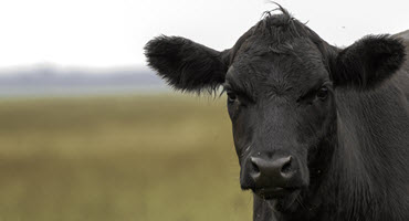 Sask. cow tests positive for bovine TB