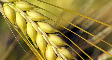 Challenging Growing Conditions for Barley lead to declines in 2024