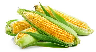 CUSMA ruling boosts GM corn trade