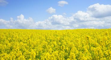 Bayer and Neste partner to boost winter canola for biofuels