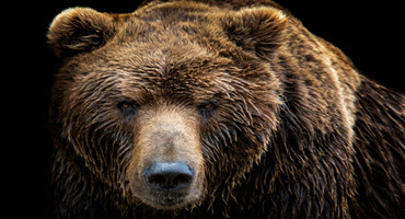 Montana Farm Bureau upset with grizzly proposal