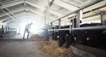 Saskatchewan livestock waste management plans - approval and guidelines