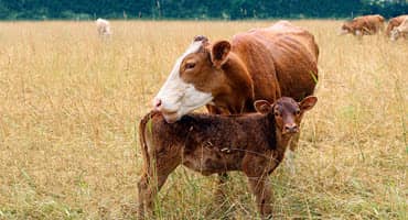 Tackling vet shortages in rural Ontario farmers 