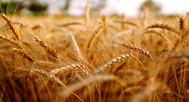 Grain Farmers of Ontario reveals its 2025 Strategic Plan