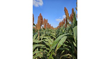 New Herbicide Resistance Trait in Sorghum