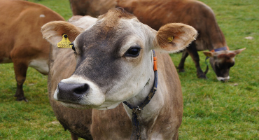 Let’s celebrate women in dairy