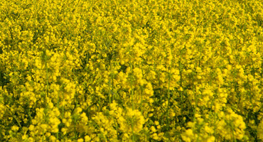 Canada's Canola Industry Faces Crisis Over U.S. Tariff