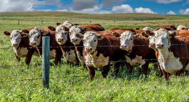 Beef Farmers of Ontario announces 2025 DLF Pasture Award winner