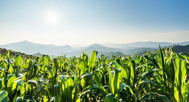 Corn Acreage to Rise as U.S. Farmers Adjust Crops