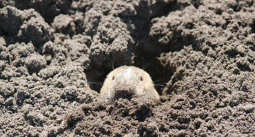 Gopher Crisis Grows After Strychnine Ban