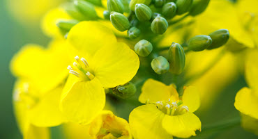 Get more yield from your canola crop this season.