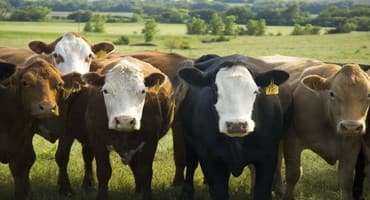 Genetics Can Improve Livestock Grazing In South Texas