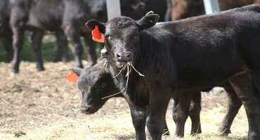 South Dakota Veterinarian Discusses Common Livestock Diseases